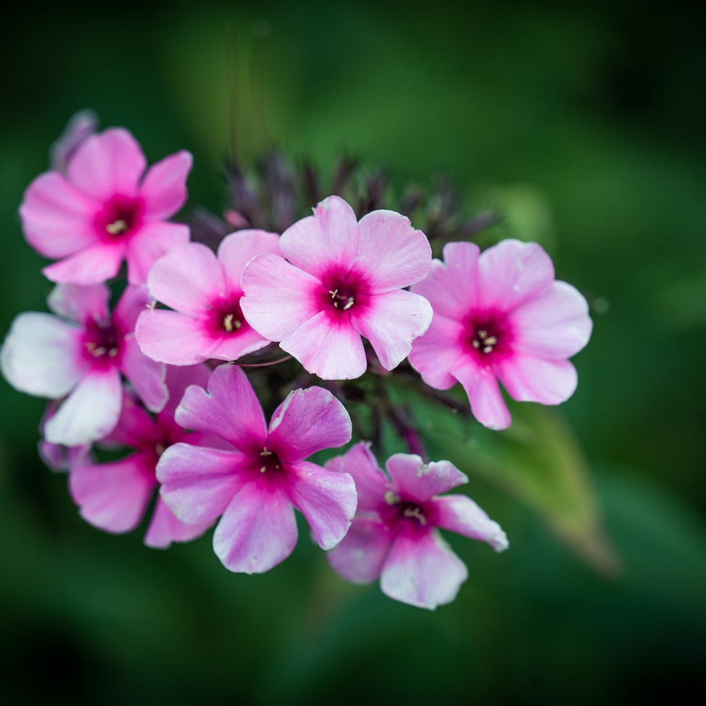 Розовые цветы флокса крупным планом 