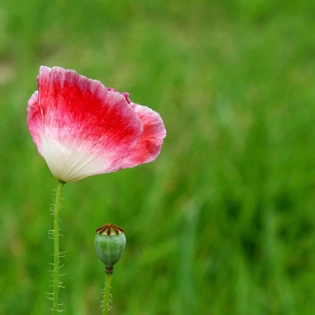 Розовый цветок мака с бутоном на зеленом фоне