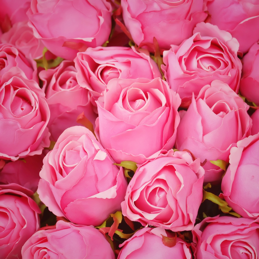 Бутоны розовой розы крупным планом 