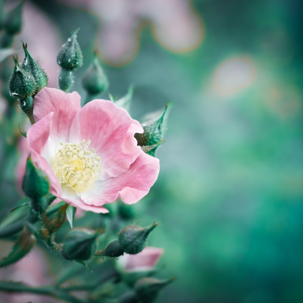 Розовый цветок розы с бутонами крупным планом