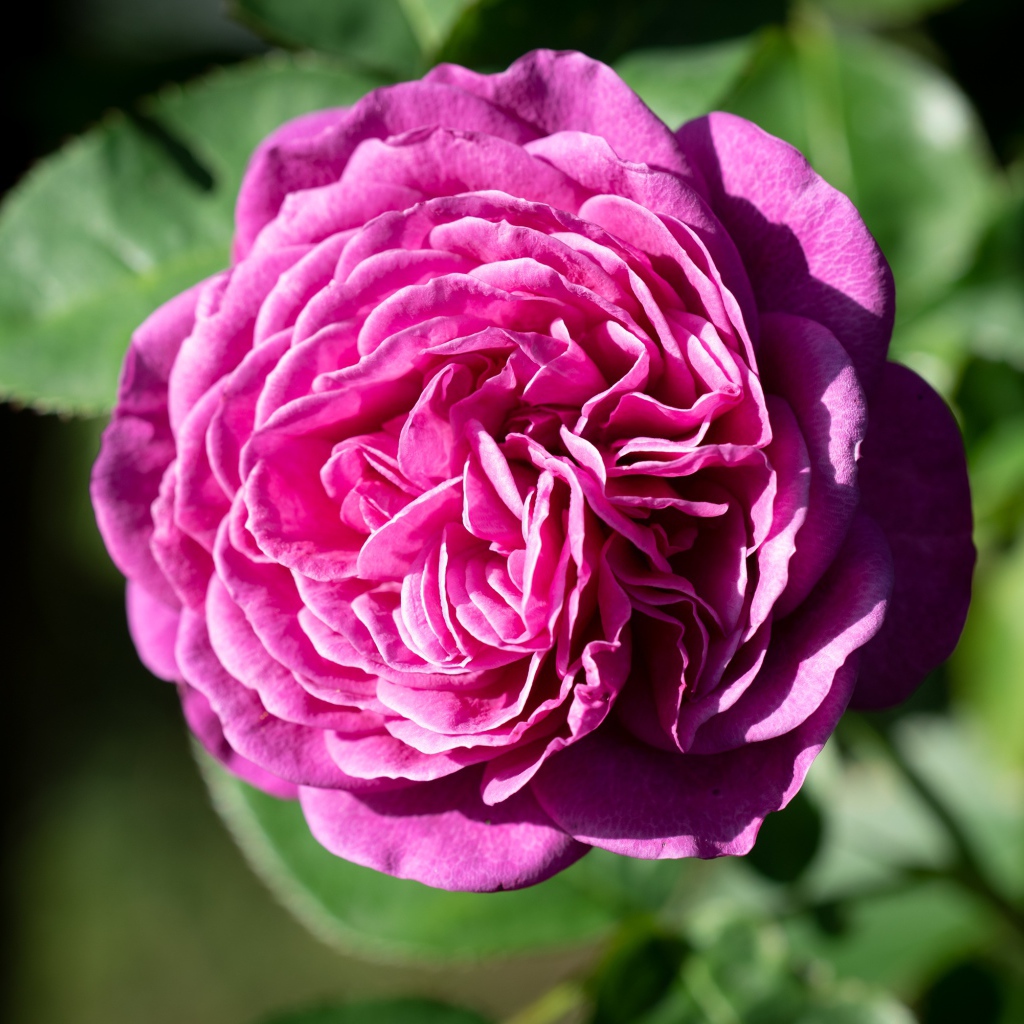 Розовой цветок розы с зелеными листьями крупным планом