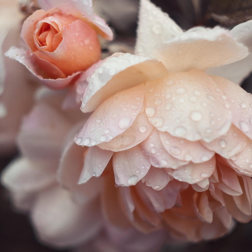 Розовые цветы розы в каплях дождя 