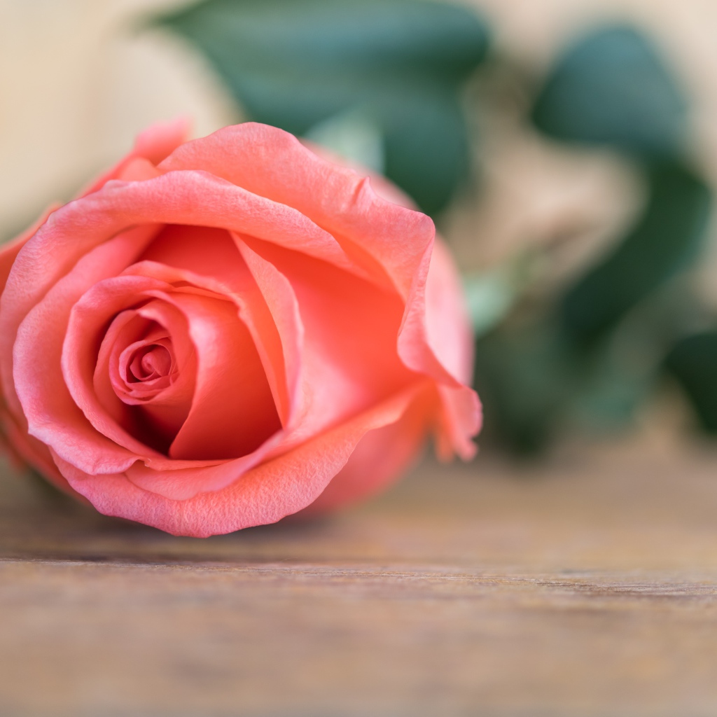 Розовая роза  лежит на деревянном столе 