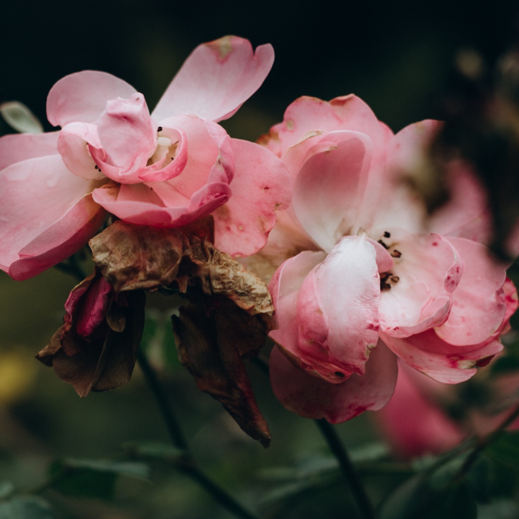 Лепестки розовой розы опадают на землю 