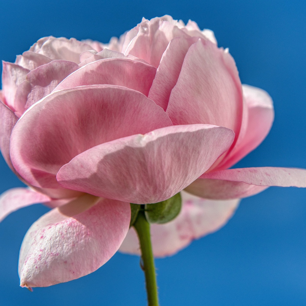 Лепестки розовой розы на фоне голубого неба 