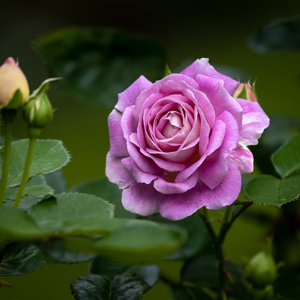 Pink rose with buds and green leaves in the flowerbed