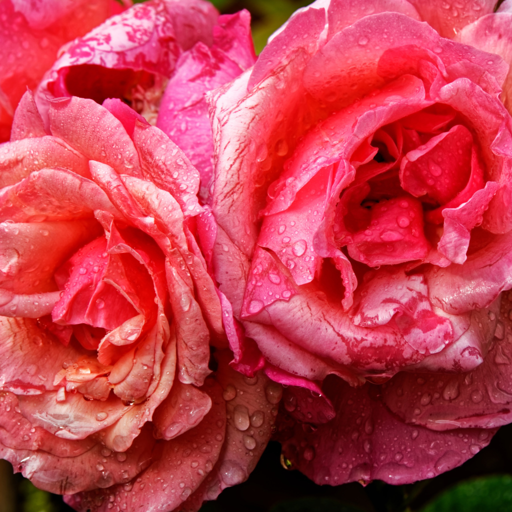 Розовые розы в каплях дождя крупным планом