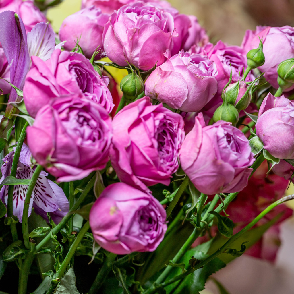 Розовые розы с бутонами в букете с цветами альстромерии