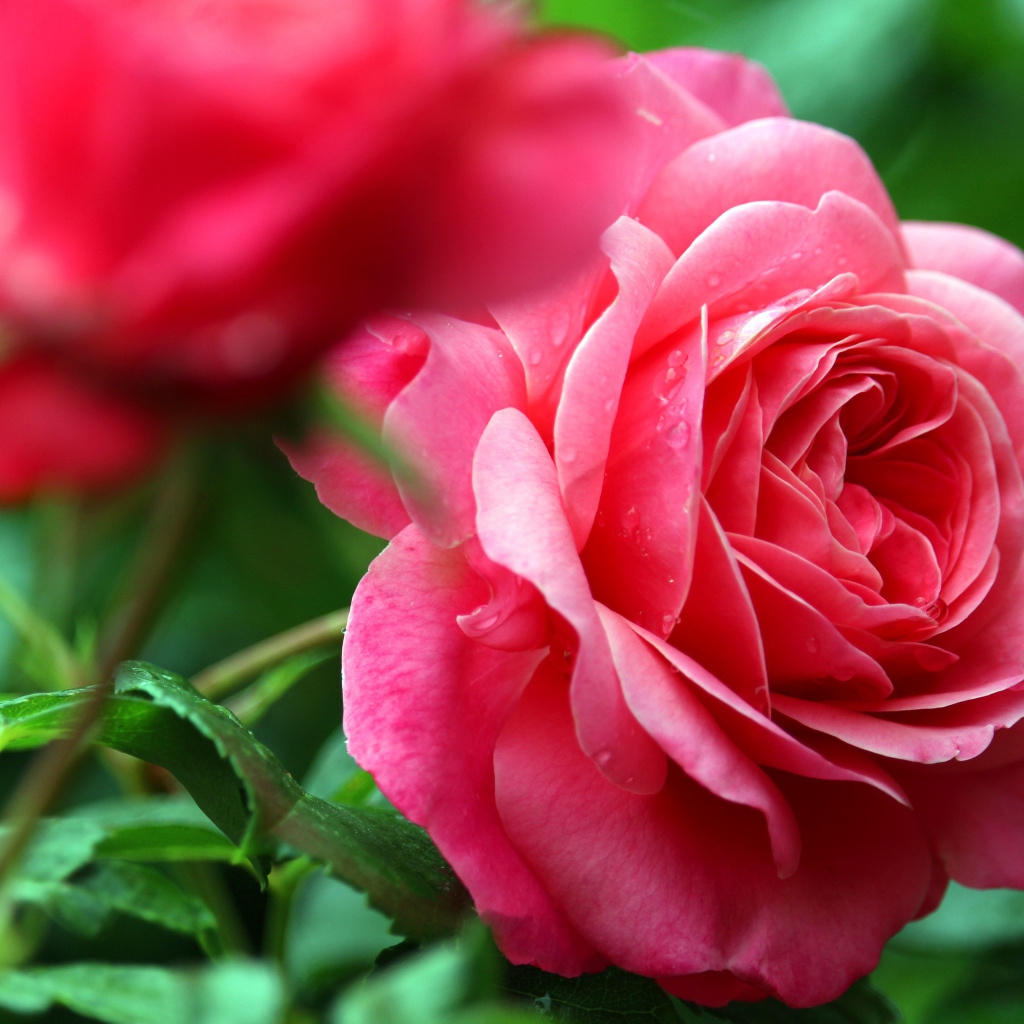 Розовые розы с каплями росы крупным планом
