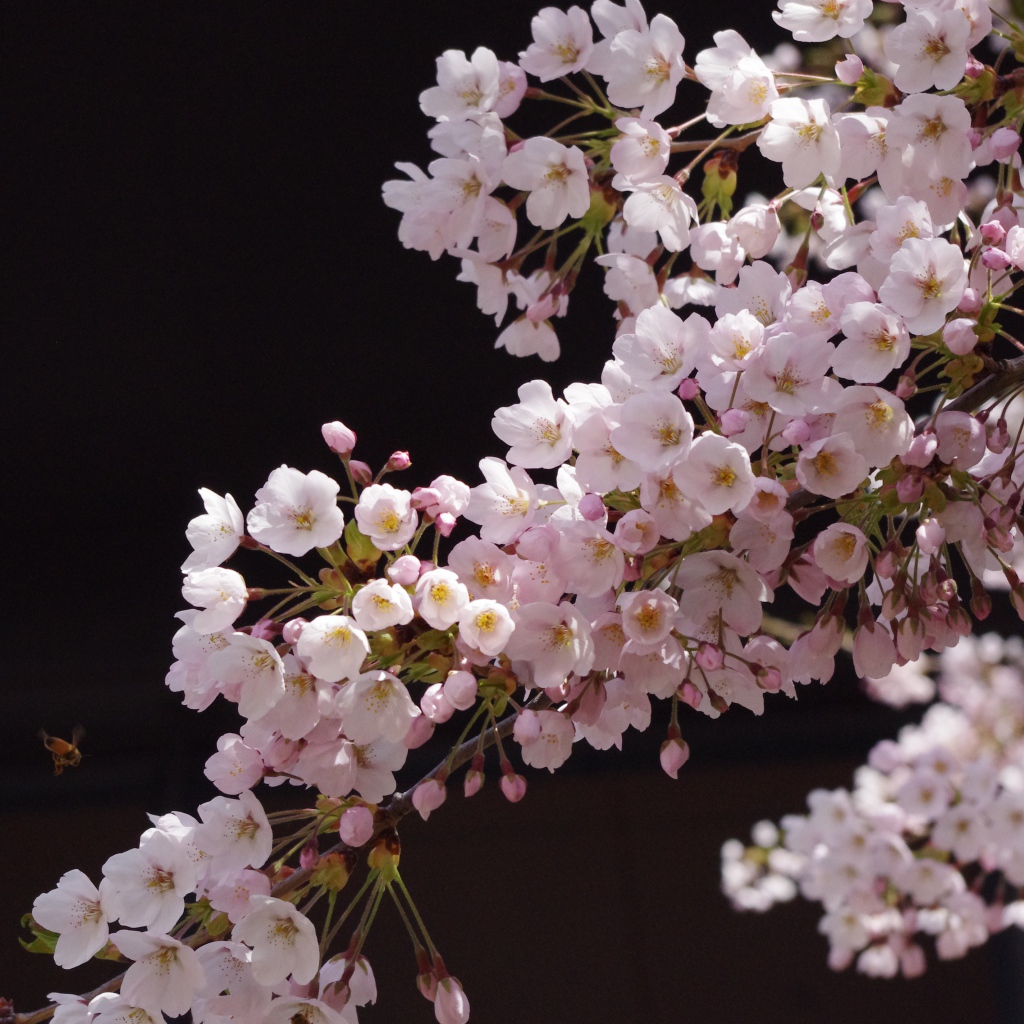 Розовые цветы сакуры на ветке дерева на черном фоне