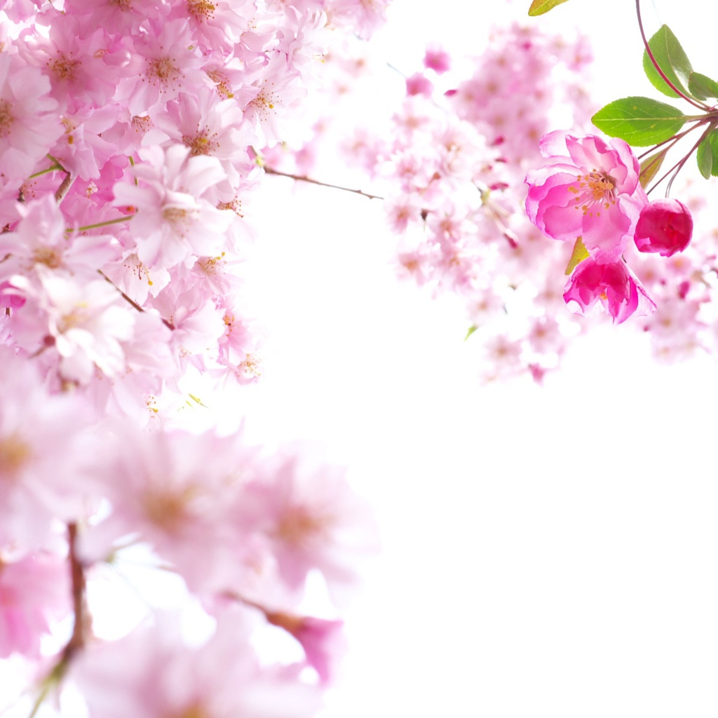 Розовые цветы сакуры на ветках на белом фоне
