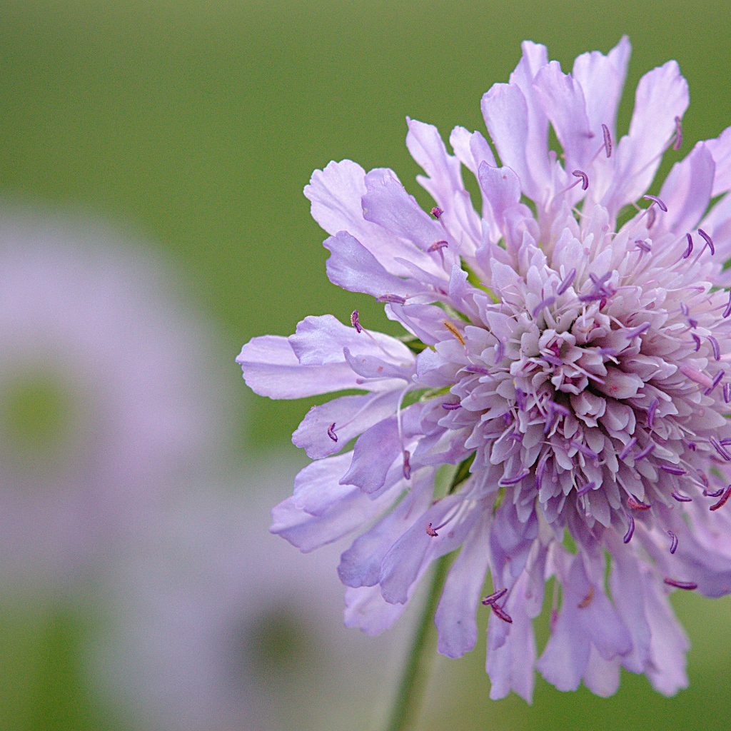 Розовый цветок скабиоза на зеленом фоне