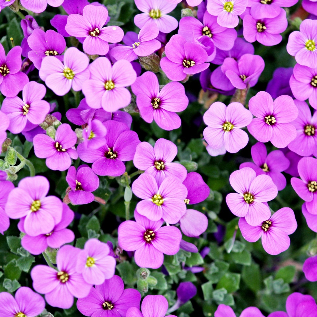 Розовые мелкие цветы крупным планом