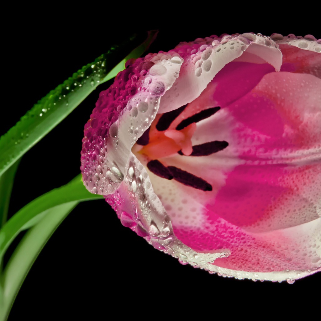 Розовый цветок тюльпана в каплях росы на черном фоне