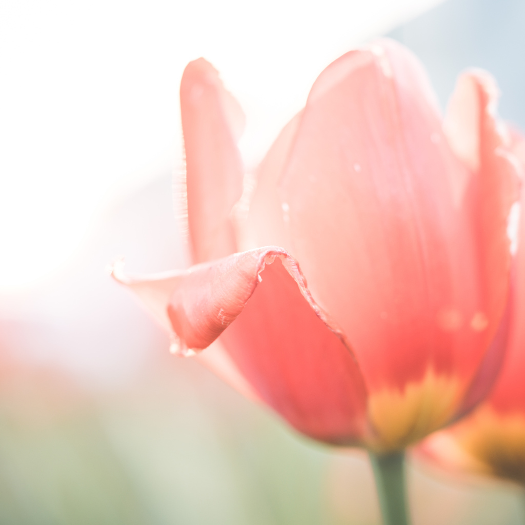 Розовые цветы тюльпана крупным планом на клумбе весной