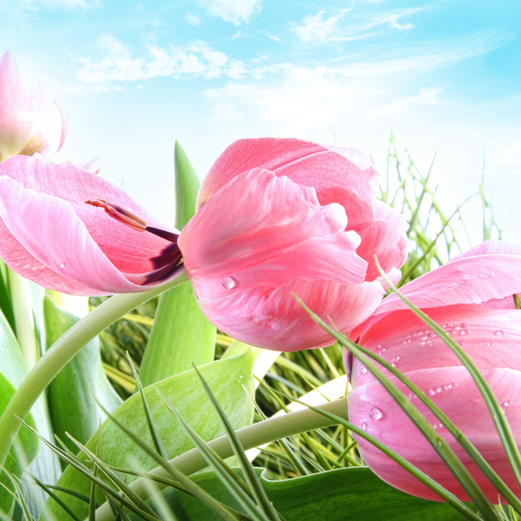 Розовые цветы тюльпана в зеленой траве на фоне голубого неба 