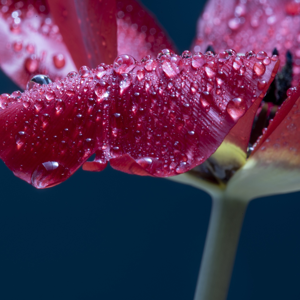 Лепестки розового тюльпана в каплях росы