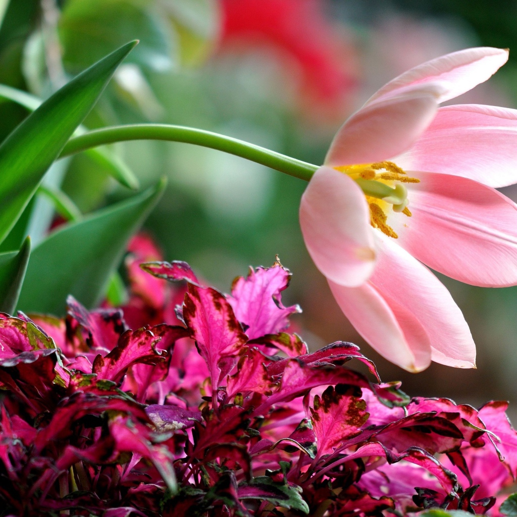 Розовый тюльпан с растениями на клумбе 