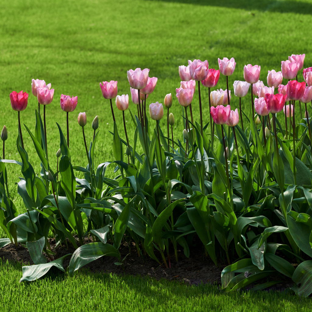 Розовые тюльпаны на клумбе у газона