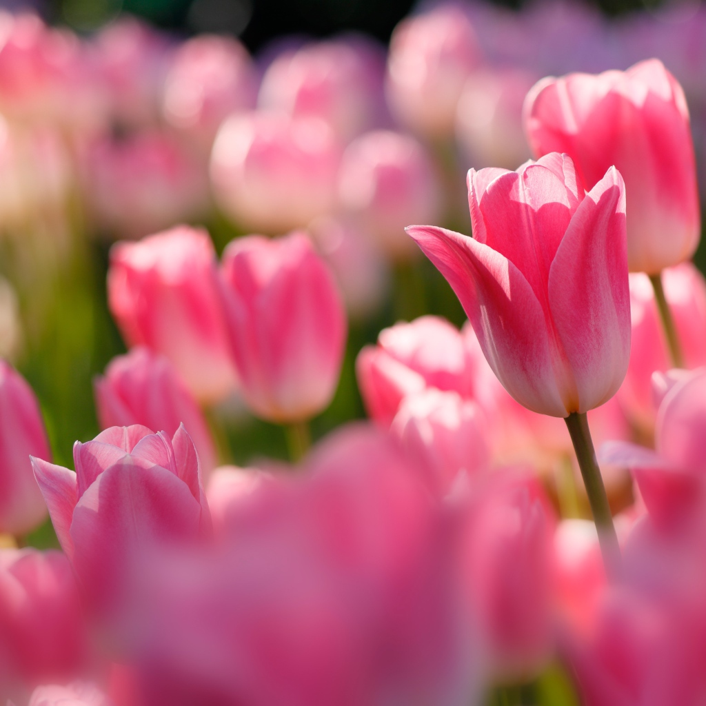 Розовые тюльпаны в лучах солнца на клумбе