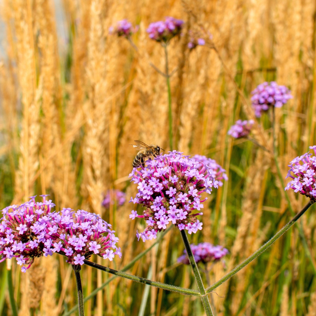 Розовые цветы вербена с колосками в поле