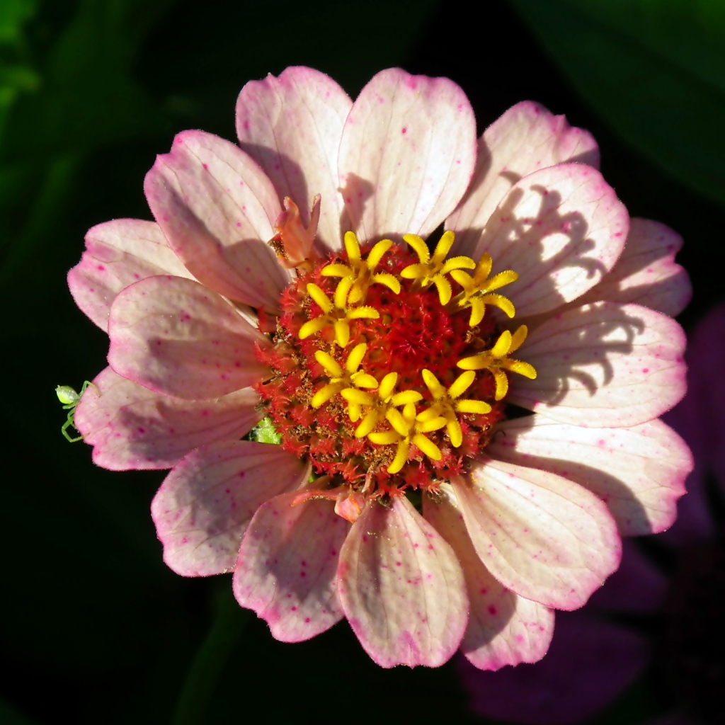 Розовый цветок циннии в лучах солнца