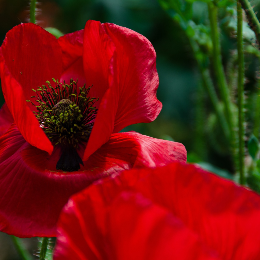 Цветок мака с красными лепестками крупным планом 