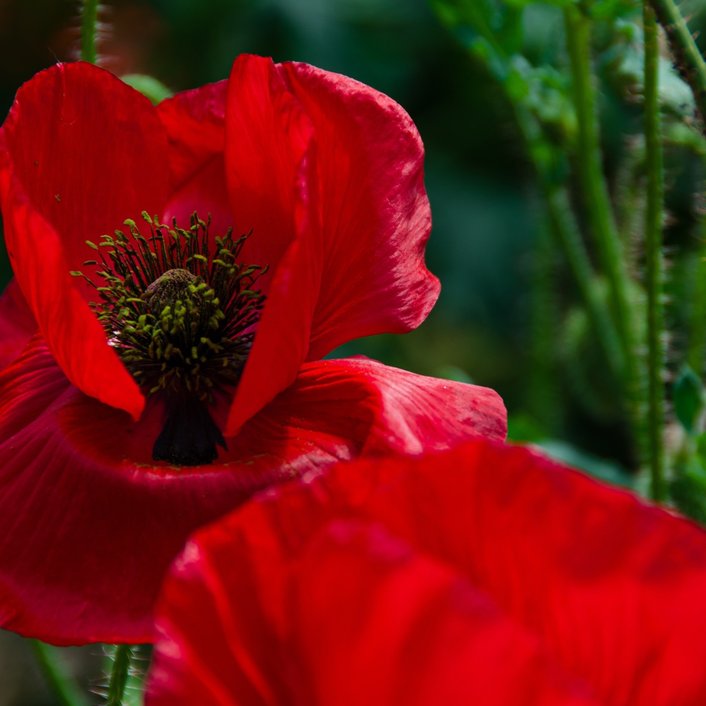 Цветок мака с красными лепестками крупным планом 