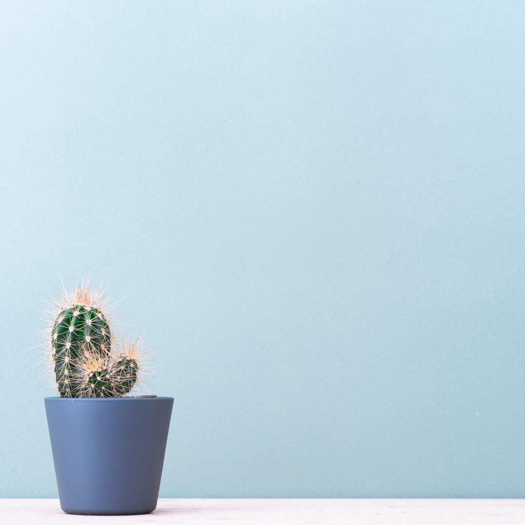 Колючий кактус в горшке на голубом фоне