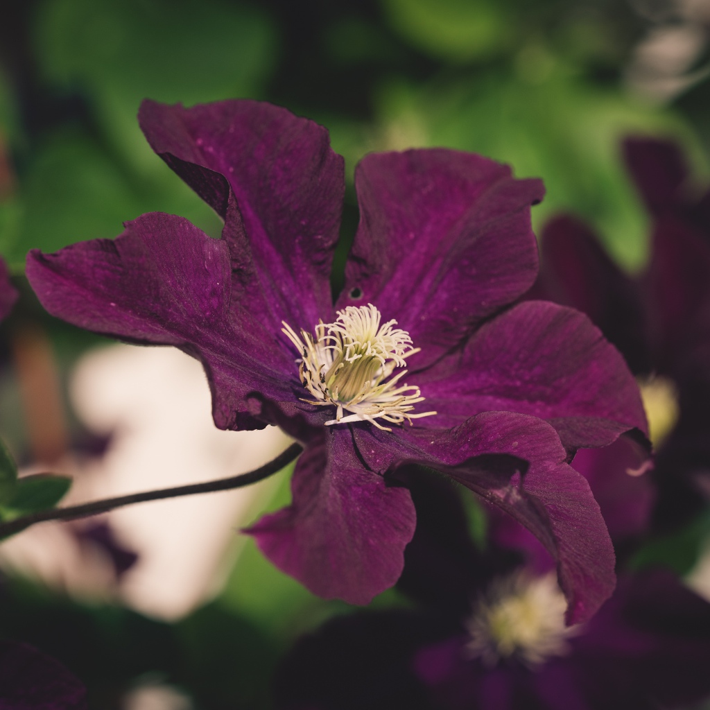 Фиолетовый цветок клематиса крупным планом