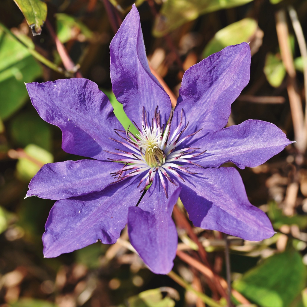 Фиолетовый цветок клематиса в лучах солнца 