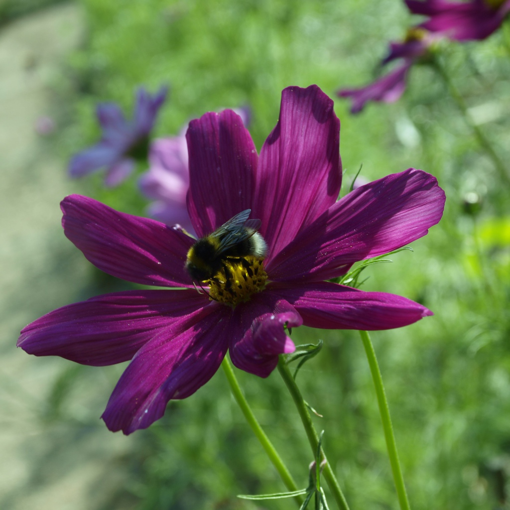 Фиолетовый цветок космея со шмелем