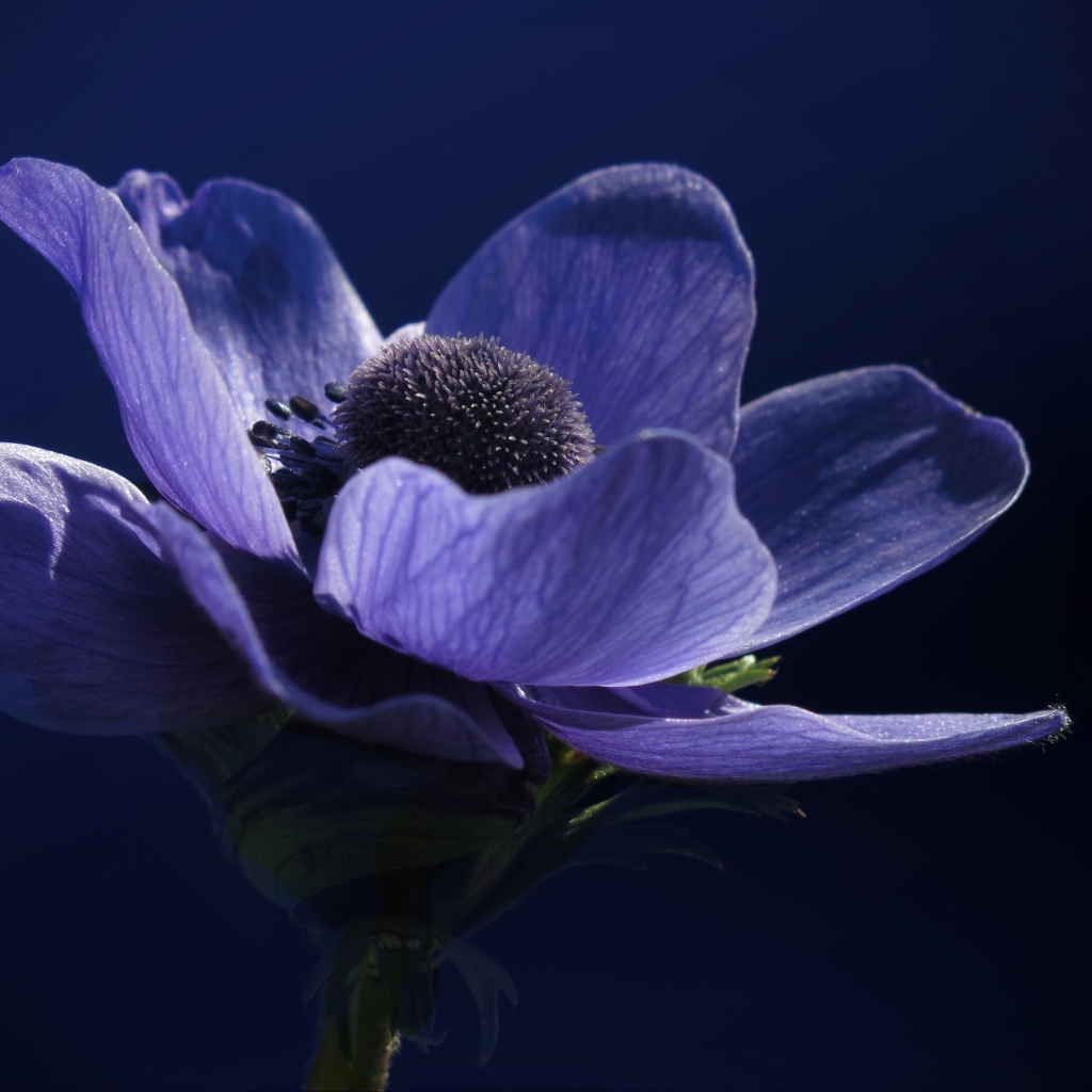 Purple anemone flower on blue background