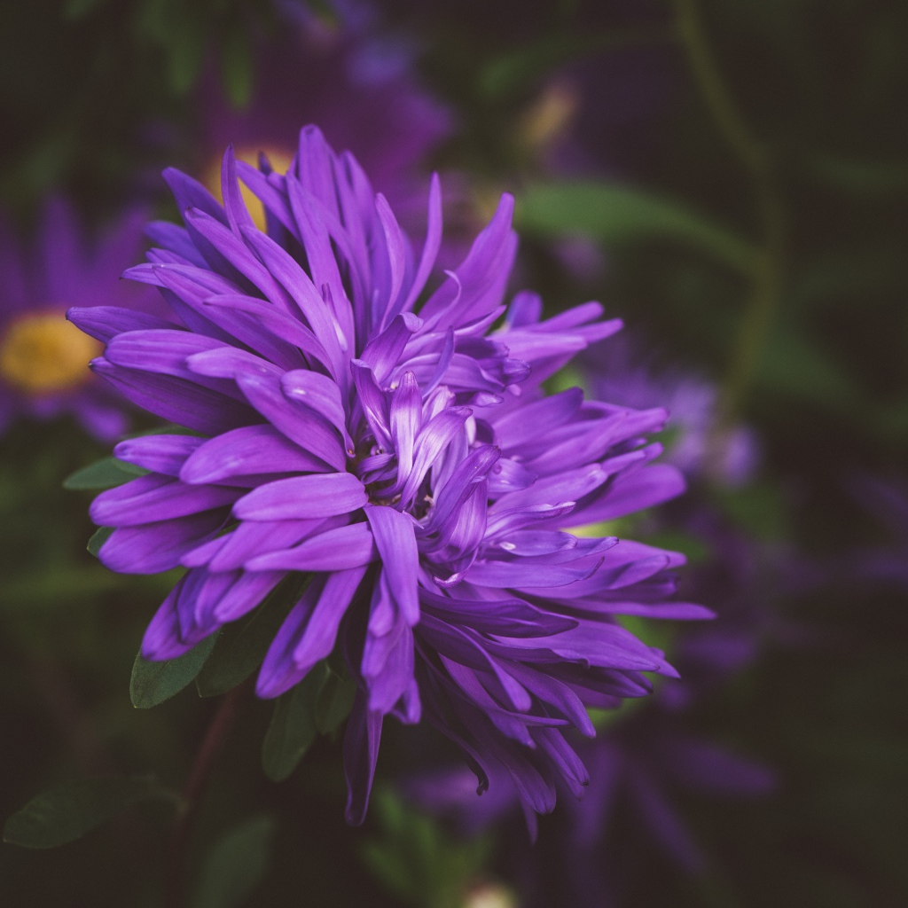 Фиолетовый цветок астры на клумбе 