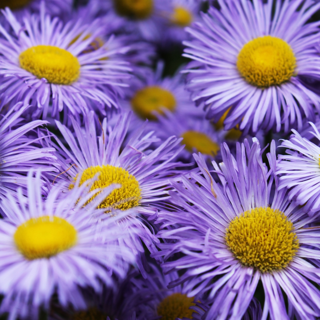 Фиолетовые цветы астры крупным планом 