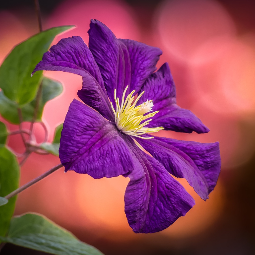 Фиолетовый цветок клематиса с зелеными листьями  крупным планом