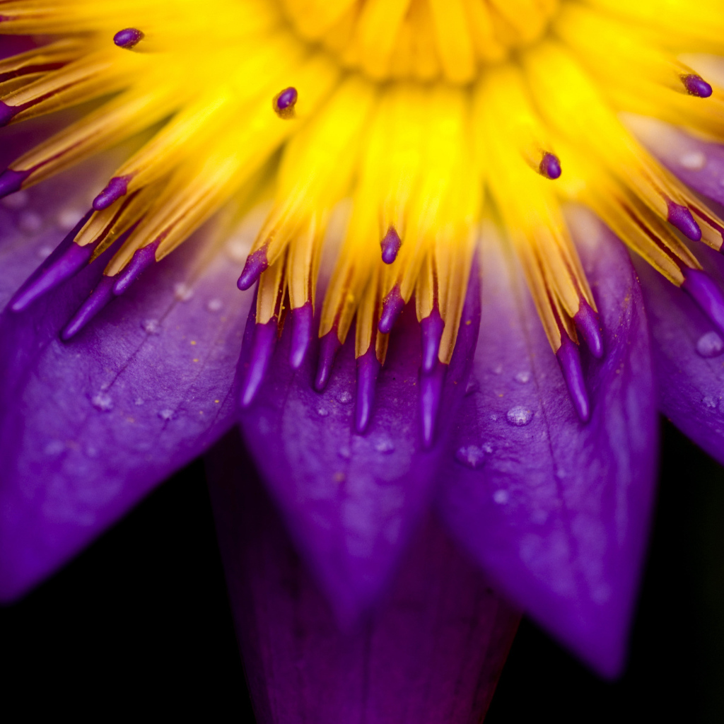 Фиолетовые лепестки клематиса с желтой серединой