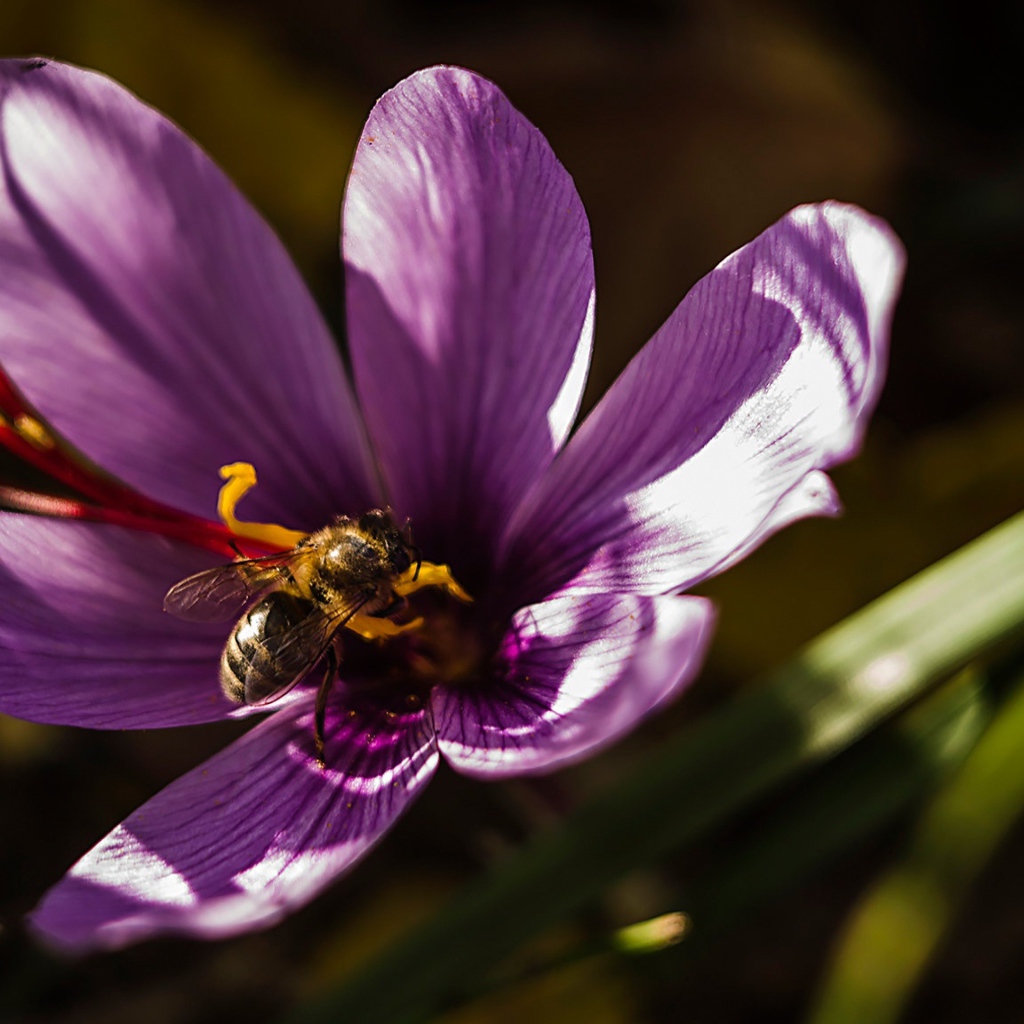 Фиолетовый цветок крокуса с пчелой 