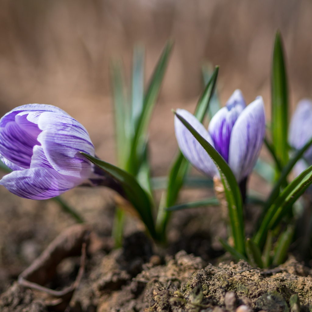 Фиолетовые цветы крокуса на земле 