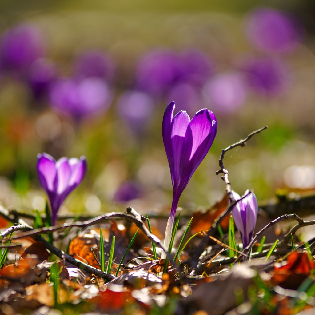 Фиолетовые крокусы в сухих листьях в лучах солнца