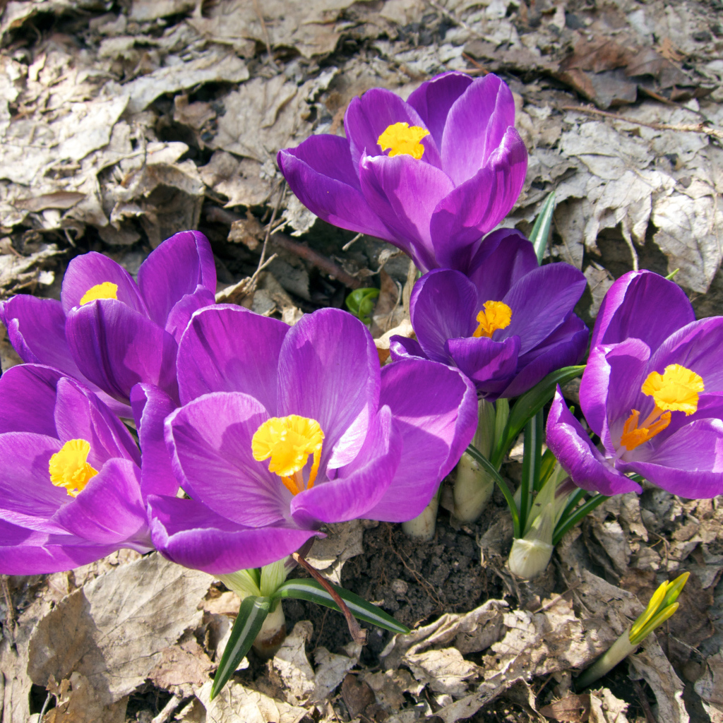 Фиолетовые крокусы в лучах солнца на земле 