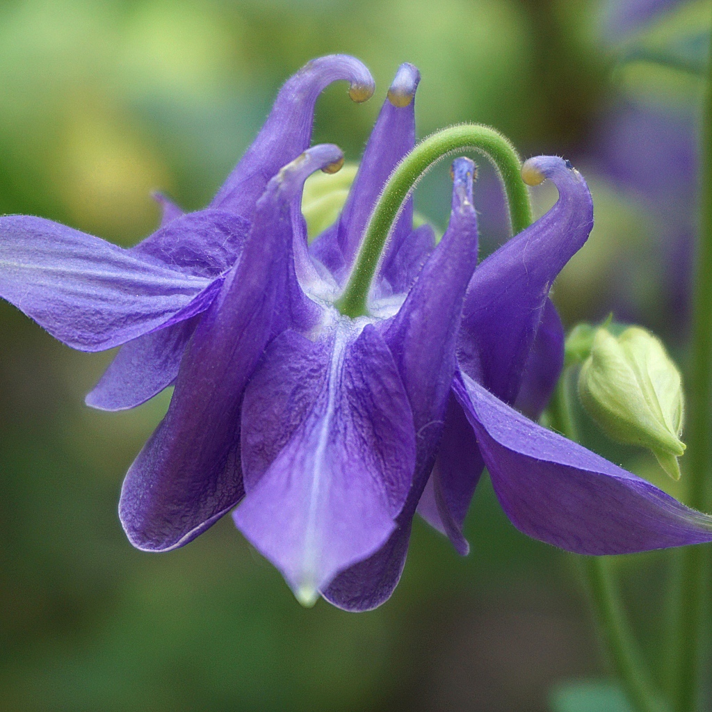 Фиолетовый цветок водосбор с бутоном крупным планом