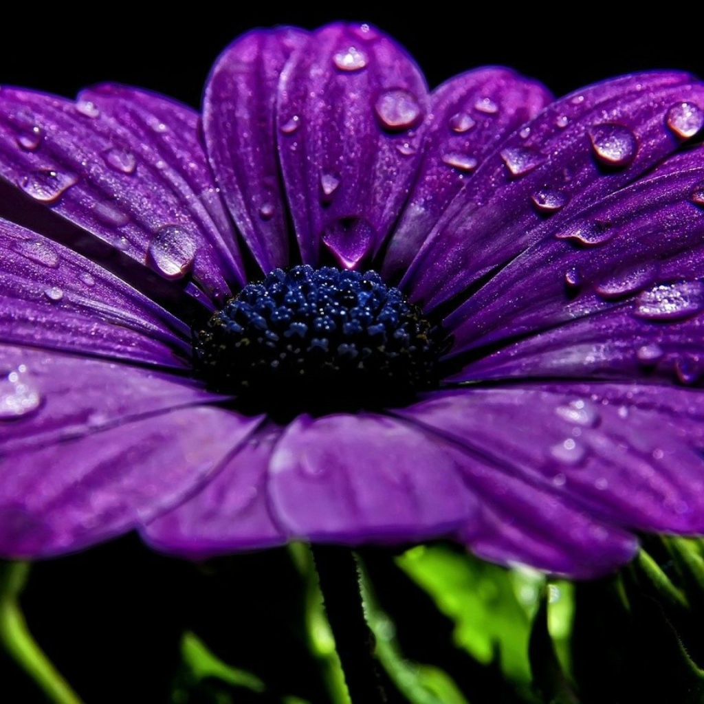 Фиолетовый цветок с каплями росы на лепестках 
