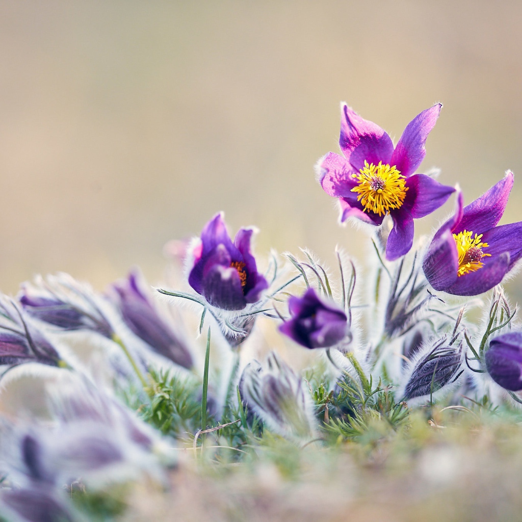 Фиолетовые цветы прострел в поле