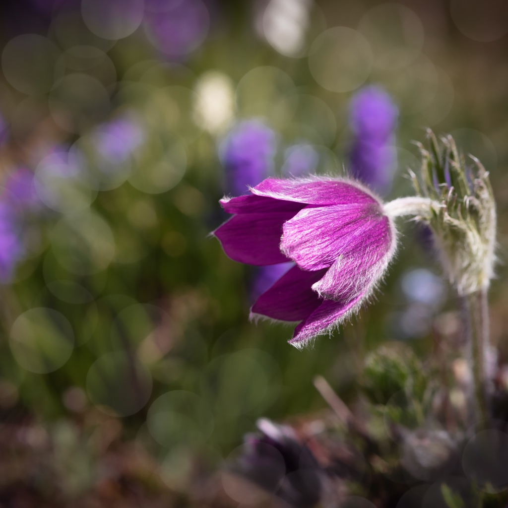 Фиолетовый цветок морозник в лучах солнца крупным планом