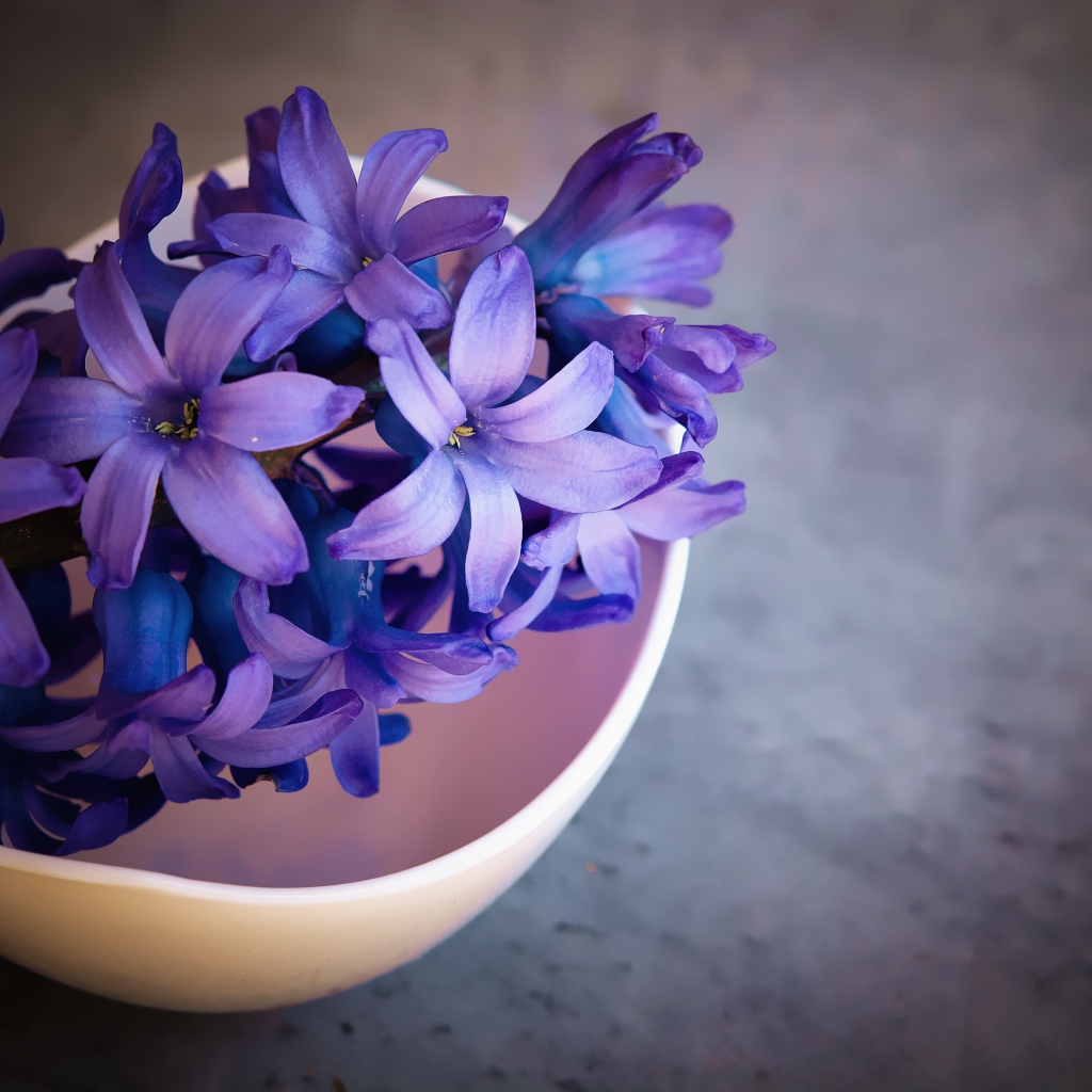 Фиолетовый цветок гиацинта в розовой миске 