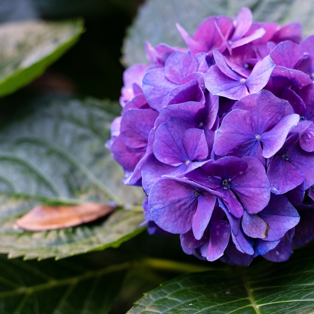 Фиолетовая гортензия в зеленых листьях 