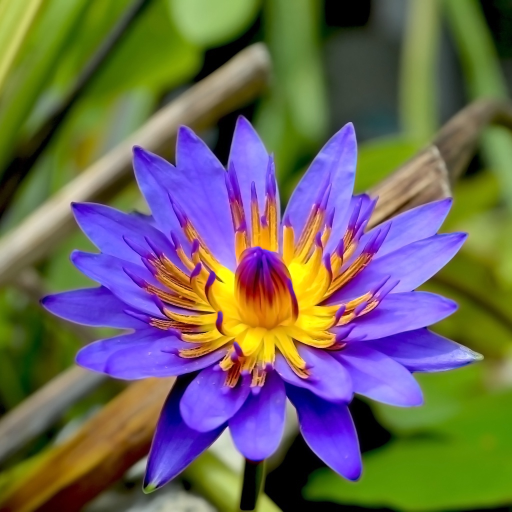 Фиолетовый цветок лотоса в зеленых листьях крупным планом