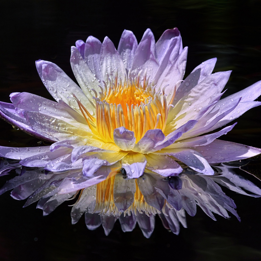 Фиолетовый цветок лотоса в лучах солнца в воде 