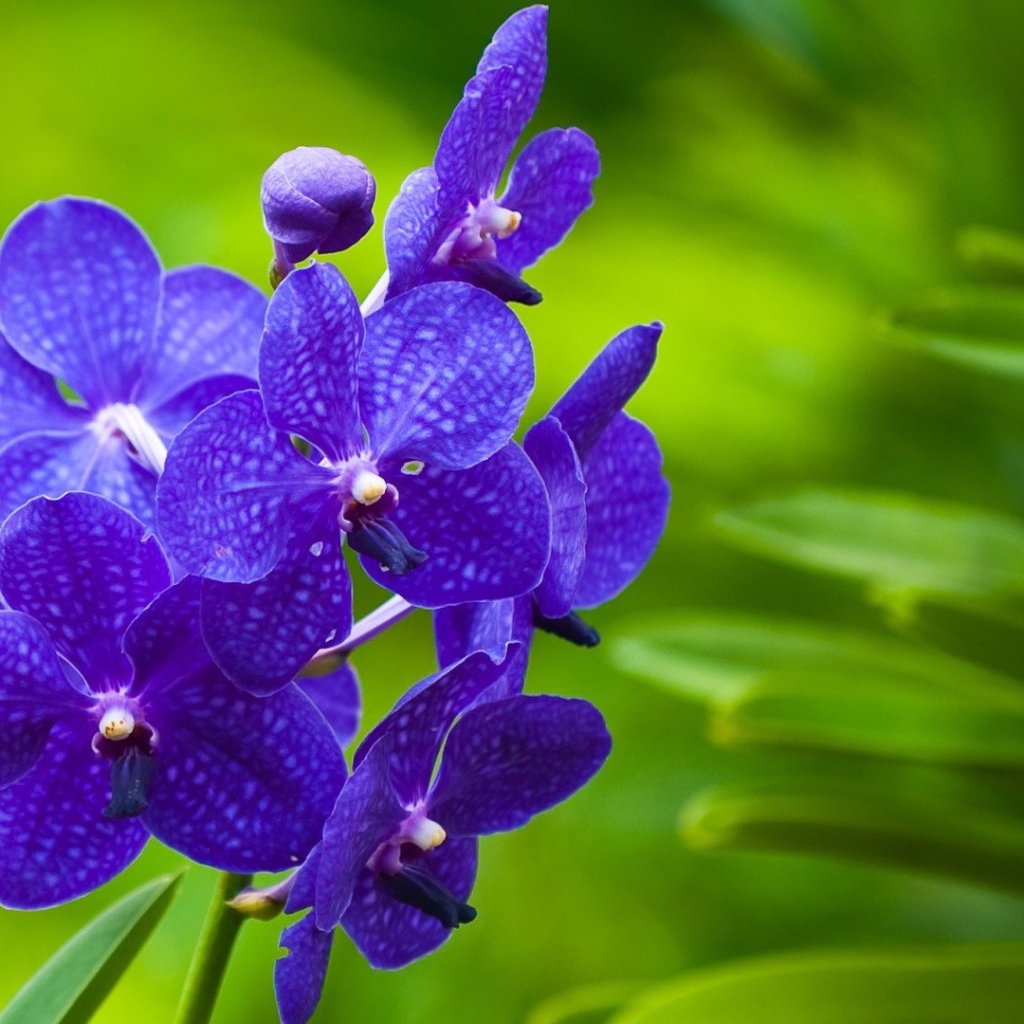 Фиолетовые цветы орхидеи на зеленом фоне 